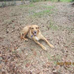 REBEL, He is a rescue Red Bone Coonhound.