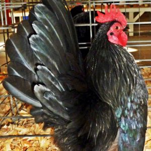 This is "Black" we use him in a one to one breeding, he is under 10 ounces, and throws nice chicks, he is in with one of our most typie 2014 hens, and we are still waiting for eggs.