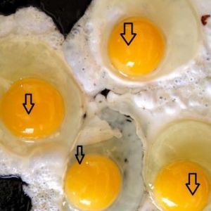 Fertilized eggs from our flock, good job boys!