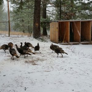 Wild turkey's think they live here.  News flash, if you have to fly OVER a 7 foot fence to get in.....YOU DON"T LIVE HERE!  LOL

My husband took these moving crates and turned them into a big shed.  It's not finished yet, but it does have an asphalt roof to get it through the winter.  I'll staple plastic to the front soon.
