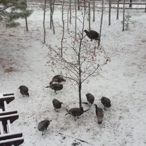 Wild turkey's in my yard.  The one in the tree is picking berries and dropping them down to the ones on the ground.