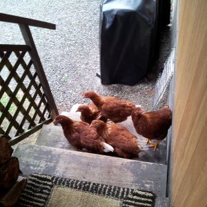 resting on the back porch