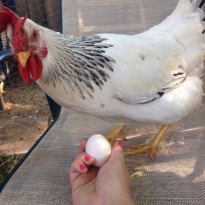 First egg!!! Sept 2014