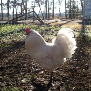 Easter Egger rooster