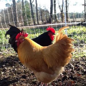 Buff, a buff Orpington rooster,