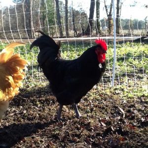 Black Australorp rooster
