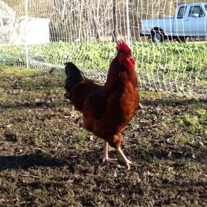 Rooster Cogburn,  Rhode Island Red rooster