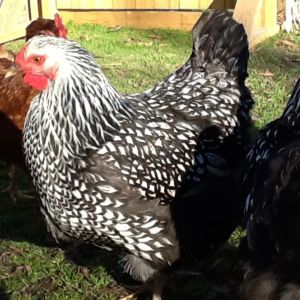 Silver Laced Wyandot hen