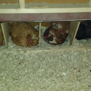 nests full and ladies waiting at the entry of the coop...