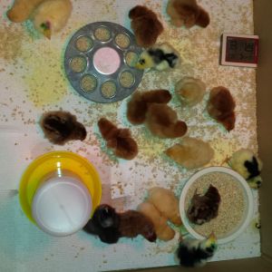 This year peeps!  Born in april, now laying machines....