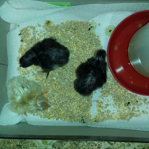 A box within a box.  These little guys were born hungry, so I took them out of the incubator a little earlier.