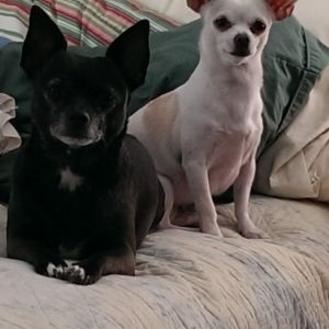 My chicken guardians.... although sometimes they think they are chickens too.
