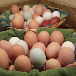 eggs galore