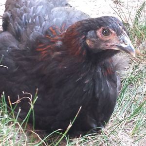 Maranita.... Marans pullet.