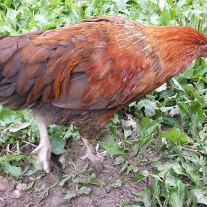Coquito.  Mix black copper marans father, buff orpington x easter egger mom.  My favorite of this year's boys.