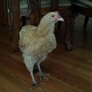 Torombolita.  She passed away a couple of months ago, but she was a treasure to have.