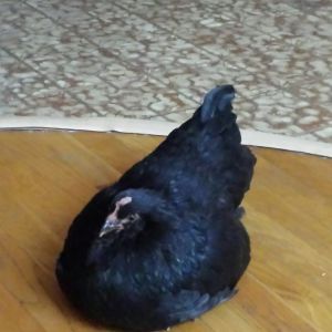 Lolita.... she is currently very ill and may not make it.  The vet gave me antibiotics and she is inside the house now for about 2 weeks.  So sweet and chatty.....

Update, Lolita died on December 31.  We sure will miss her!