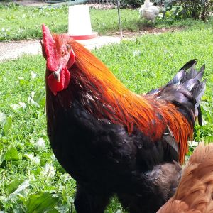 Marano.  French Black copper marans, watching one of his favorite gilrs. reddy (RIR hen) eat a morsel he found.