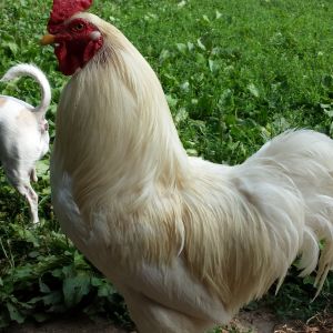 Fefo, king of the kingdom, very handsome and gentle on the hens.