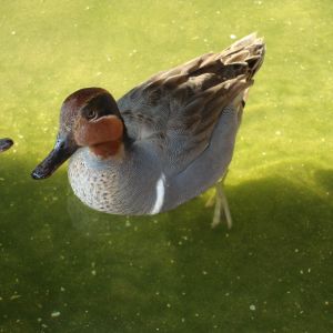 Ducky-duck, our male Green-winged Teal, rescued in 2008.