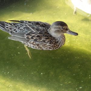 Flappers, our female Green-winged Teal, rescued in 2011.