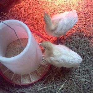baby turkeys,white Holland