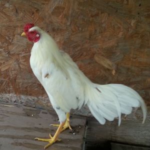 My spanish gamefowl...