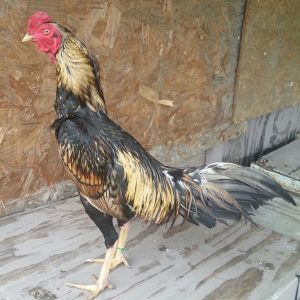 My golden dragon asil....