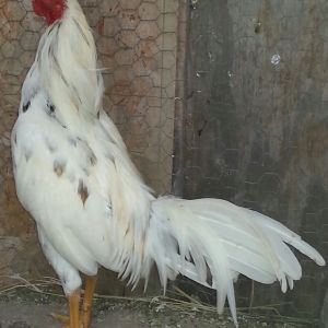 My white spangled asil