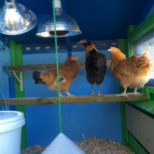 And here are the ladies! Goldie (bantam we adopted), Ravencaw & Atty ( Attila the Hen!)