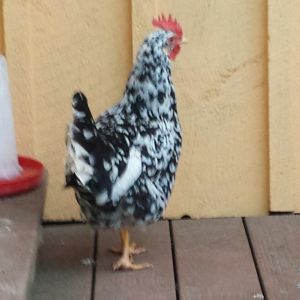 Bella exchequer
