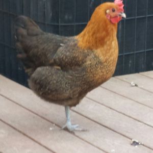 Pewee's girl.  French Black copper maran father and Orpington mother.  Killed last week by a pair of Red tail hawks while she was broody.  She must have come out to eat and they got her.