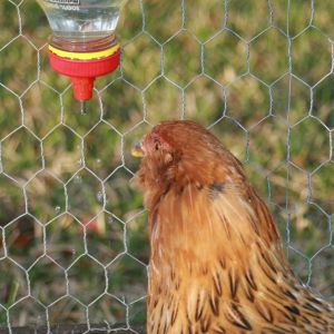 My Easter Egger, her name is Fish.