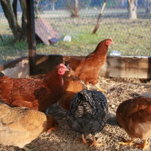 In the coop