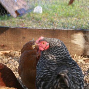 Monster, my Barred Rock