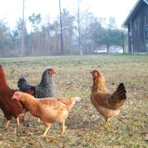 Free ranging