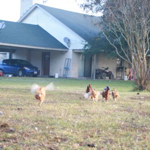 Running to the porch