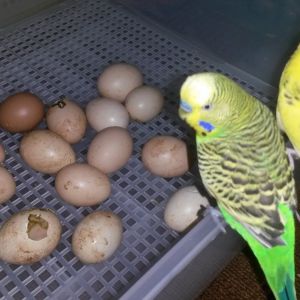 Budgies checking out whats going on in the bator!!!