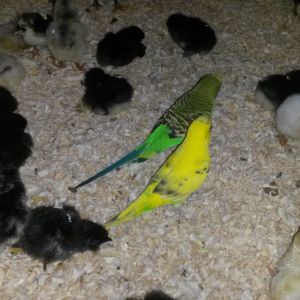 Budgies with the already hatched and moved into the brooder chicks!!!