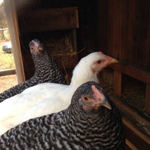 Here's our latest three: 2 Barred Rocks and a Delaware.  Names are forthcoming...