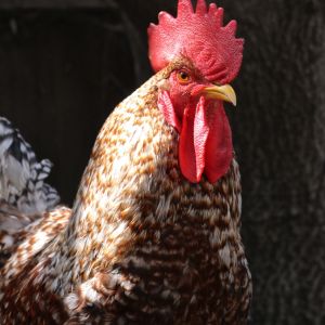 This is my Rhodebar rooster. He's gorgeous with red and white barring, and black and white striped tail feathers. Rhodebars were developed in England in the 1940s by crossing a Rhode Island Red with a Brussbar (Barredd Rocks are also used) Developed as an autosexing dual use breed - you can tell female from male at birth by their feathering. Yellow chicks are male, darker striped/barred chicks are female.