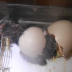 Chick #3 hatching