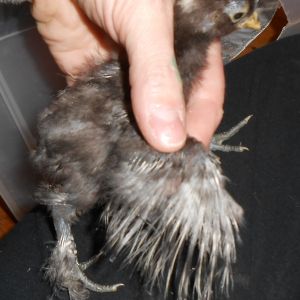 Chick #3 (girl) Wing Feathering @ 2 weeks