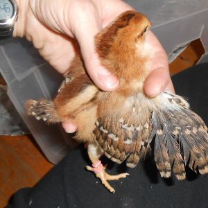 Chick #5 (girl) wing feathering @ 9 days
