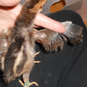 Chick #2 (boy)wing feathering @ 2 weeks