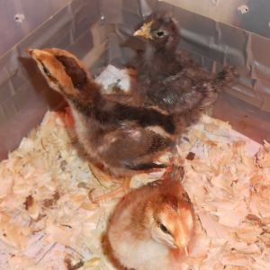 Compare tail feathers @ 2 weeks (the 2 darker chicks) & Chick #5 @ 9 days