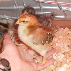 Chick #5 (girl) @  9 days