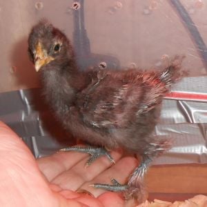 Chick #3 (girl) @ 2 weeks