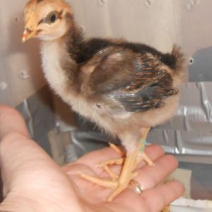 Chick #2 (boy) @ 2 weeks
