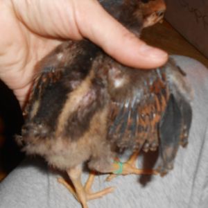 Chick #2 (boy) wing feathering @ 2 1/2 weeks